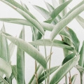 Fototapeta-okragla -duze-zielone-liscie-styl-skandynawski-i-boho-wzor-roslinny-fragment.webp