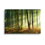Obraz na szkle Las o poranku