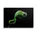 obraz na szkle - zielony kameleon.webp