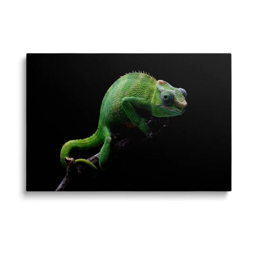 obraz na szkle - zielony kameleon.webp