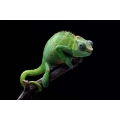 obraz na szkle - zielony kameleon - motyw.webp