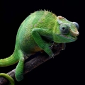 obraz na szkle - zielony kameleon - fragment.webp