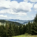 fototapeta-okno-z-widokiem-na-las-fragment.webp