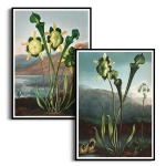 Zestaw 2 plakatów - Botaniczne Ryciny Vintage - R.J.Thornton - American Bog,  Pitcher Plant - Obrazy do Salonu i Gabinetu, Styl Klasyczny, Vintage, Ciemna Zieleń, Brunatny i Żółty