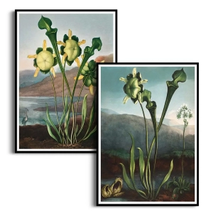 Zestaw 2 plakatów - Botaniczne Ryciny Vintage - R.J.Thornton - American Bog,  Pitcher Plant - Obrazy do Salonu i Gabinetu, Styl Klasyczny, Vintage, Ciemna Zieleń, Brunatny i Żółty