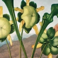 zestaw-2-plakatow-botanika-vintage-ciemna-zielen-salon-fragment_web.webp