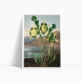 zestaw-2-plakatow-botanika-vintage-ciemna-zielen-salon1_web.webp