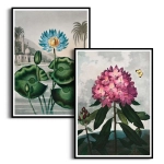 Zestaw 2 plakatów -  R.J. Thornton - The Blue Egyptian Water-Lily -  The Pontic Rhododendron,  Obrazy Retro do Salonu i Sypialni, Styl Klasyczny i Vintage - Ciemna Zieleń, Błękit i Amarantowy