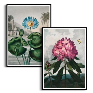 Zestaw 2 plakatów -  R.J. Thornton - The Blue Egyptian Water-Lily -  The Pontic Rhododendron,  Obrazy Retro do Salonu i Sypialni, Styl Klasyczny i Vintage - Ciemna Zieleń, Błękit i Amarantowy