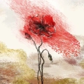 fototapeta-czerwony-mak-malarski-kwiat-fragment_web.webp
