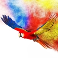 obraz-kolorowa-papuga-zblizenie.webp