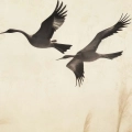 fragment-trawy-pampasowe-zurawie-ptaki_web.webp