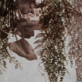 fototapeta-na-wymiar-wiszace-rosliny-braz-fragment_web.webp