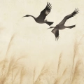 plakat-fragment-trawy-pampasowe-zurawie-ptaki_web.webp