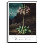 Plakat - The American Cowslip - Robert John Thornton - do Salonu Sypialni Kwiaty Botaniczny Vintage | Obraz Ścienny Rośliny Ciemne Tło Retro Boho