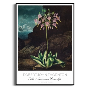 Plakat - Robert John Thornton - do Salonu Sypialni Kwiaty Botaniczny Vintage | Obraz Ścienny Rośliny Ciemne Tło Retro Boho