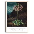 plakat-drewno-robert-john-thornton_web.webp