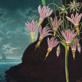 plakat-fragment-robert-john-thornton_web.webp