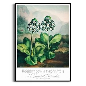 Plakat - Robert John Thornton  - do Salonu Jadalni Kuchni Kwiaty Botaniczny Vintage | Obraz Ścienny Rośliny Zielony Retro Loft 
