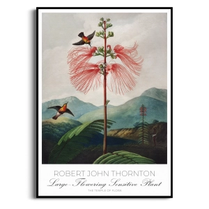 Plakat - Robert John Thornton - Kwiaty Botaniczny Vintage | Obraz Ścienny Kolibry Czerwony Retro Boho do Salonu Sypialni