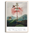 plakat-drewno-robert-john-thornton-kwiaty-botaniczny-vintage_web.webp
