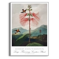 plakat-srebrna-robert-john-thornton-kwiaty-botaniczny-vintage_web.webp