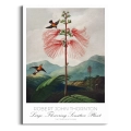 plakat-brak-robert-john-thornton-kwiaty-botaniczny-vintage_web.webp