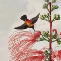 plakat-fragment-robert-john-thornton-kwiaty-botaniczny-vintage_web.webp