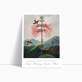 plakat-bok-robert-john-thornton-kwiaty-botaniczny-vintage_web.webp
