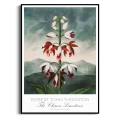 plakat-czarna-robert-john-thornton-chinese-limodorum_web.webp
