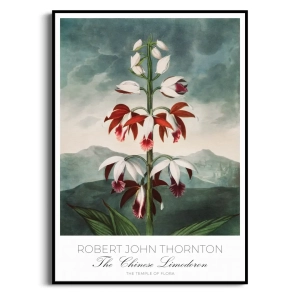 Plakat - Robert John Thornton - Chinese Limodorum Botaniczny Retro do Salonu Sypialni Zielony