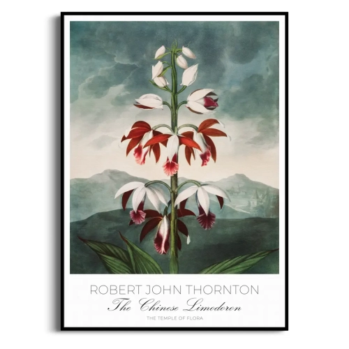 plakat-czarna-robert-john-thornton-chinese-limodorum_web.webp