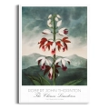 plakat-biala-robert-john-thornton-chinese-limodorum_web.webp
