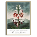 plakat-zlota-robert-john-thornton-chinese-limodorum_web.webp
