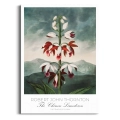 plakat-brak-robert-john-thornton-chinese-limodorum_web.webp
