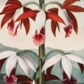 plakat-fragment-robert-john-thornton-chinese-limodorum_web.webp