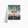 plakat-bok-robert-john-thornton-chinese-limodorum_web.webp