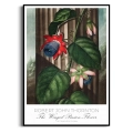 plakat-czarna-robert-john-thornton-the-winged-passion_web.webp
