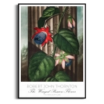 Plakat - Robert John Thornton - The Winged Passion Flower - Botaniczny Retro do Jadalni Salonu Czerwony