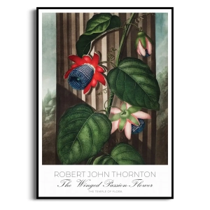 Plakat - Robert John Thornton - The Winged Passion Flower - Botaniczny Retro do Jadalni Salonu Czerwony