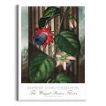 plakat-biala-robert-john-thornton-the-winged-passion_web.webp