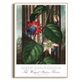 plakat-drewno-robert-john-thornton-the-winged-passion_web.webp