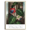 plakat-zlota-robert-john-thornton-the-winged-passion_web.webp