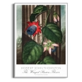 plakat-srebrna-robert-john-thornton-the-winged-passion_web.webp