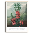 plakat-drewno-robert-john-thornton-the-narrow-leaved-kalmia_web.webp