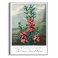 plakat-srebrna-robert-john-thornton-the-narrow-leaved-kalmia_web.webp