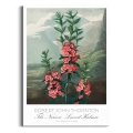 plakat-brak-robert-john-thornton-the-narrow-leaved-kalmia_web.webp