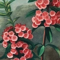plakat-fragment-robert-john-thornton-the-narrow-leaved-kalmia_web.webp