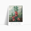 plakat-bok-robert-john-thornton-the-narrow-leaved-kalmia_web.webp