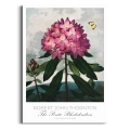 plakat-botaniczny-rododendron-robert-thornton-vintage-retro-zielen-salon_web.webp